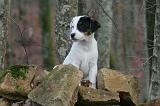 PARSON RUSSEL TERRIER 245